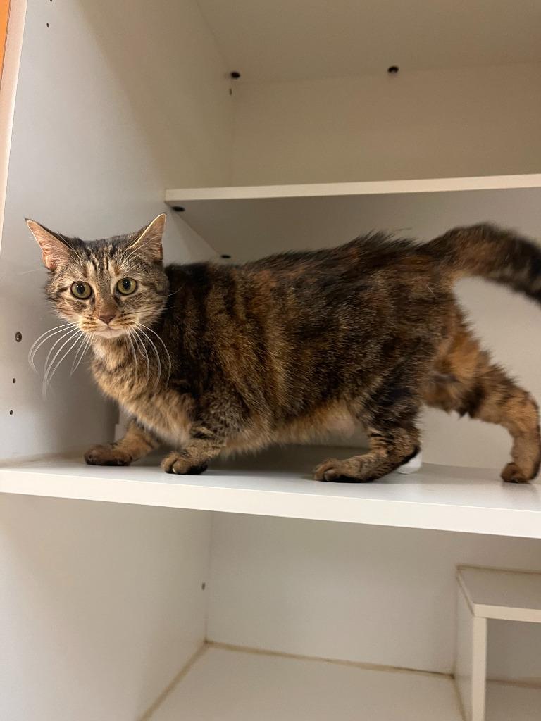 Enlarge Cat Condo #13 Fat Cat, a Adoptable mixed breed in Greenville, TX image 3/6