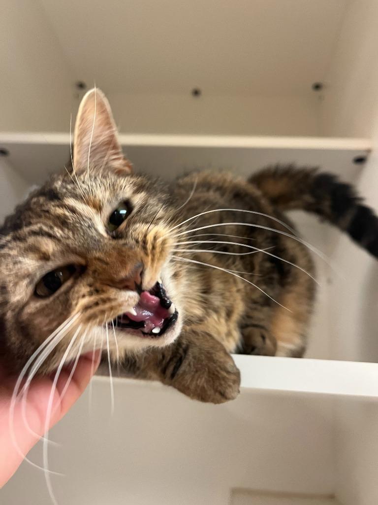 Enlarge Cat Condo #13 Fat Cat, a Adoptable mixed breed in Greenville, TX image 4/6