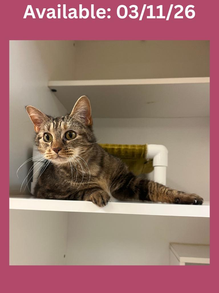 Enlarge Cat Condo #13 Fat Cat, a Adoptable mixed breed in Greenville, TX image 5/6