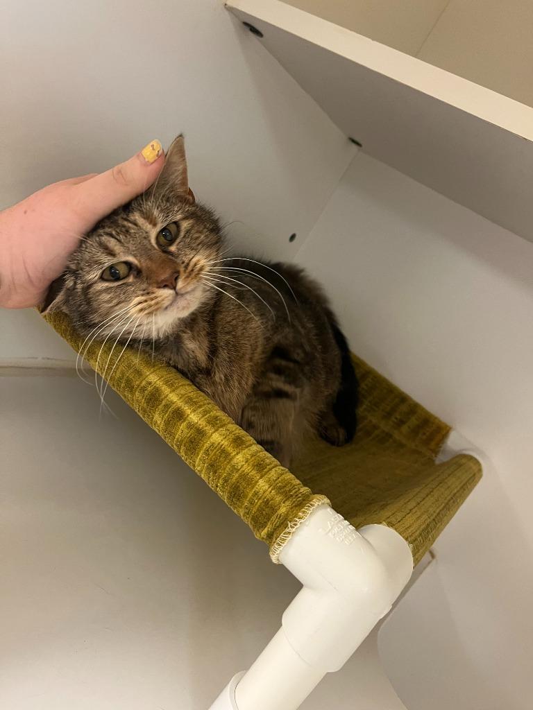 Enlarge Cat Condo #13 Fat Cat, a Adoptable mixed breed in Greenville, TX image 6/6