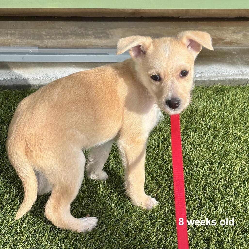 Rover, Adoptable, Puppy Male Terrier & Mixed Breed.