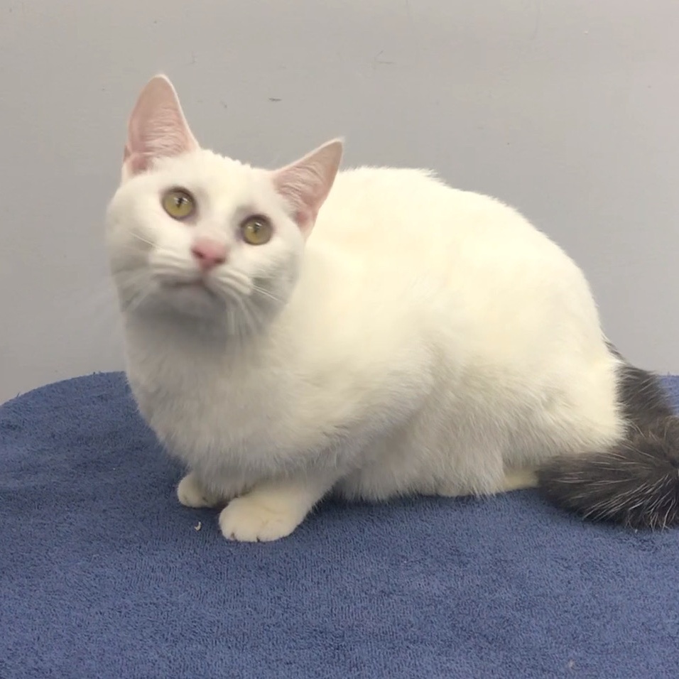 Andy, Adoptable, Young Male Domestic Short Hair.