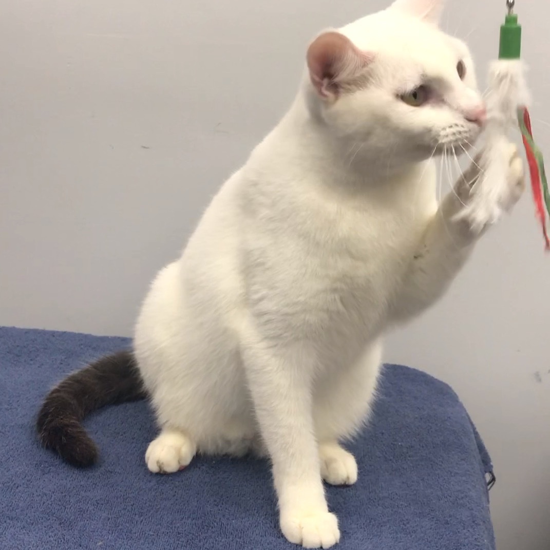 Andy, a Adoptable Domestic Short Hair in Lincolnwood, IL image 6/6