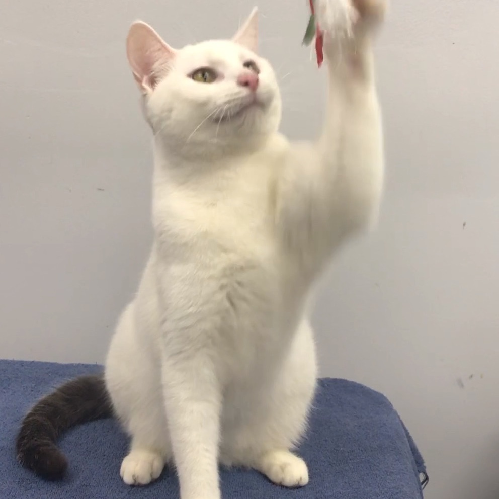 Andy, a Adoptable Domestic Short Hair in Lincolnwood, IL image 3/6