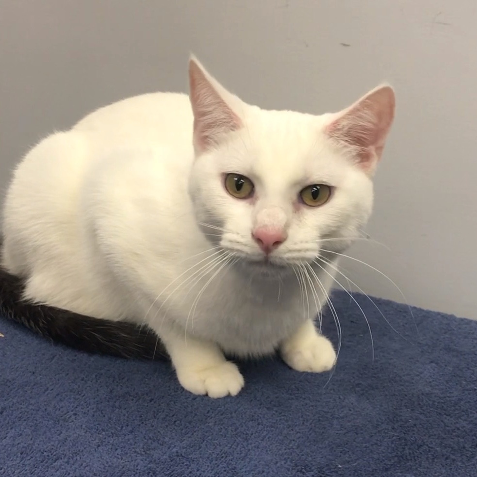 Andy, a Adoptable Domestic Short Hair in Lincolnwood, IL image 4/6