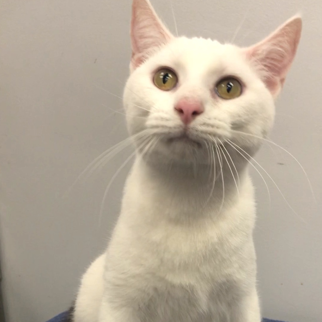 Andy, a Adoptable Domestic Short Hair in Lincolnwood, IL image 2/6