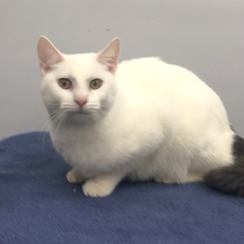 Andy, a Adoptable Domestic Short Hair in Lincolnwood, IL image 5/6