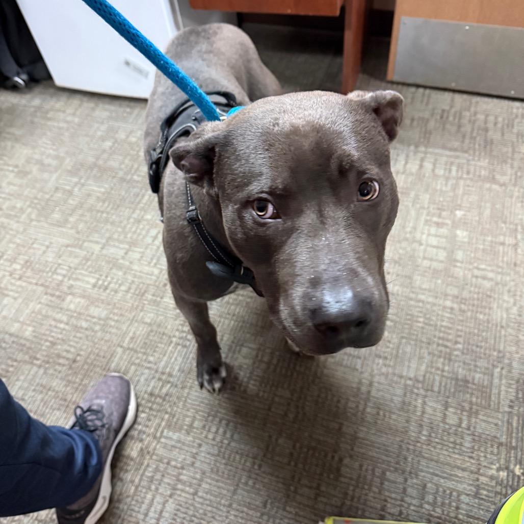 Dominic, Adoptable, Adult Male Pit Bull Terrier & Mixed Breed.