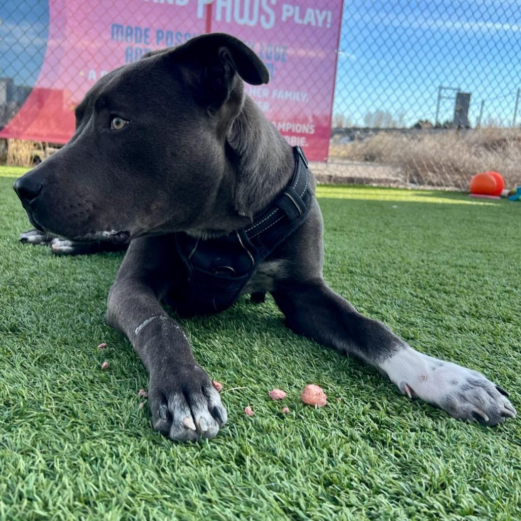 Enlarge Dominic, a Adoptable mixed breed in Idaho Falls, ID image 2/4