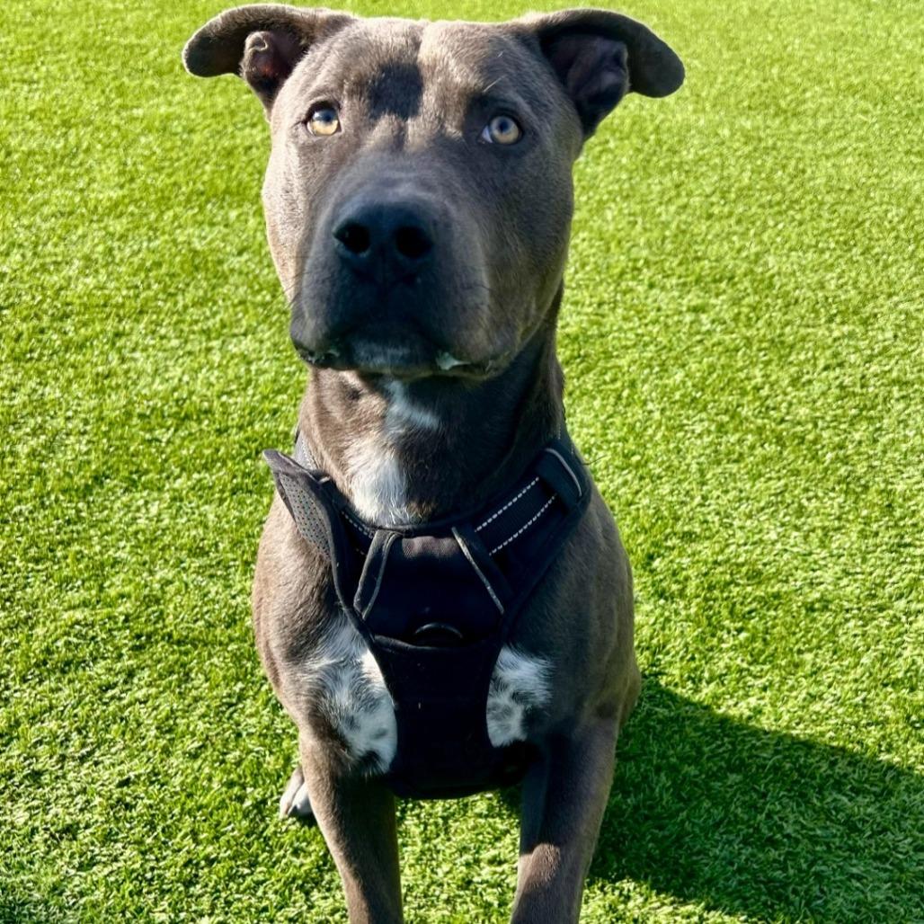 Enlarge Dominic, a Adoptable mixed breed in Idaho Falls, ID image 3/4
