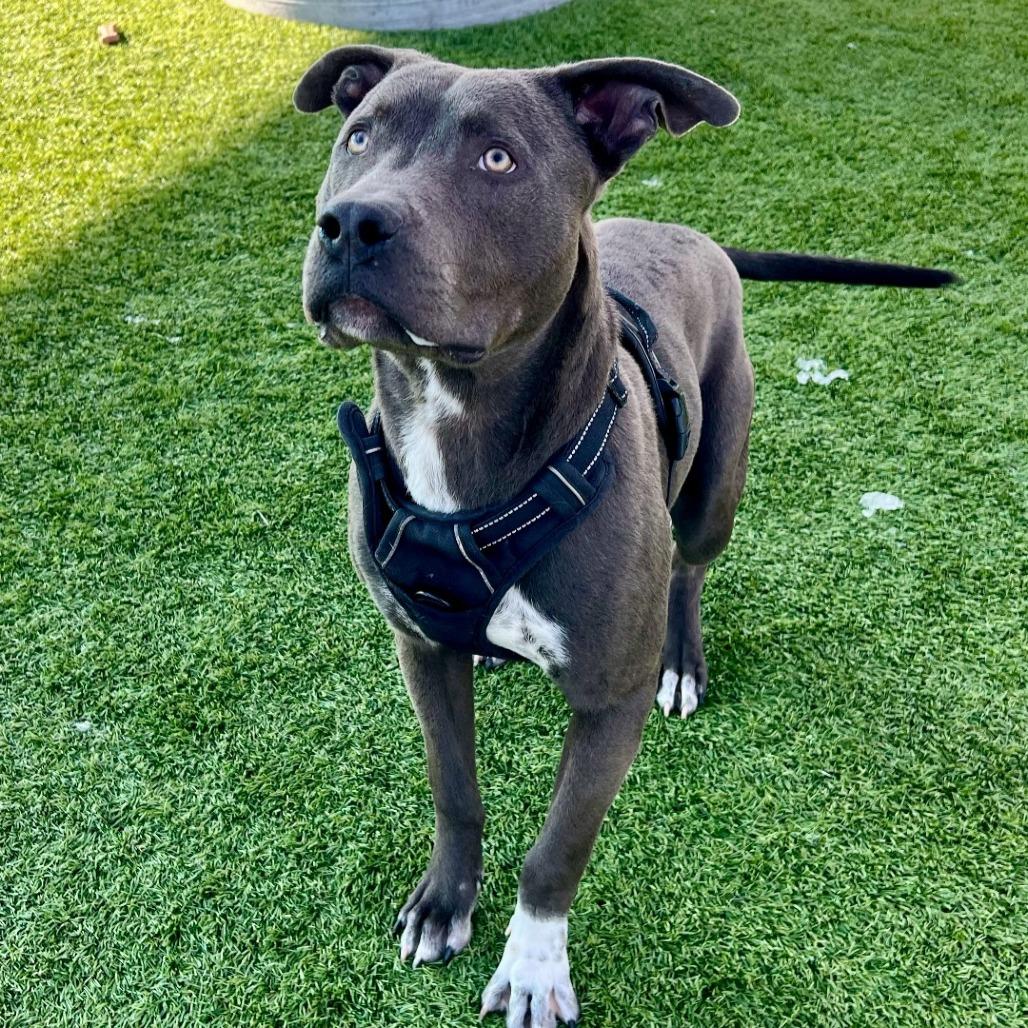 Enlarge Dominic, a Adoptable mixed breed in Idaho Falls, ID image 4/4