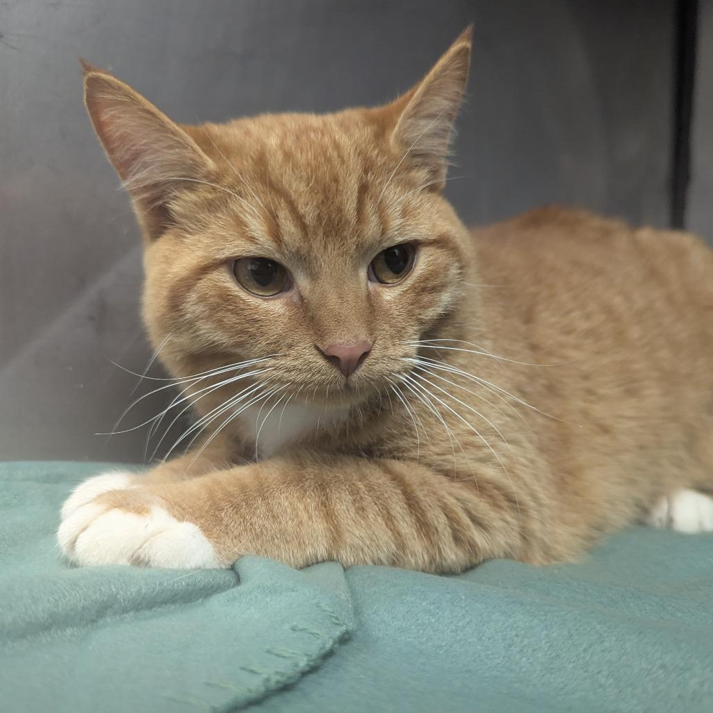 Heathcliff, Adoptable, Young Male Domestic Short Hair.