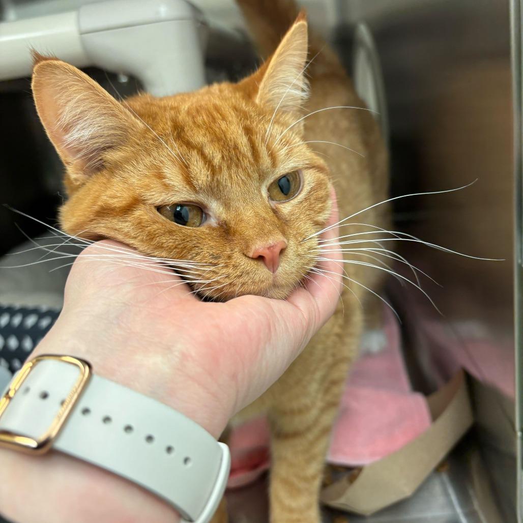 Enlarge Heathcliff, a Adoptable Domestic Short Hair in Enfield, NH image 2/3