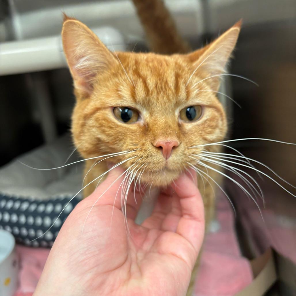 Enlarge Heathcliff, a Adoptable Domestic Short Hair in Enfield, NH image 3/3