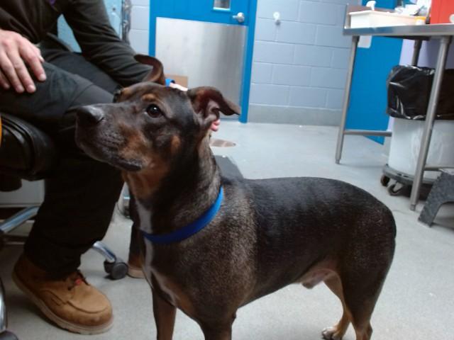 Enlarge XEPNER, a Adoptable mixed breed in Albuquerque, NM image 1/1