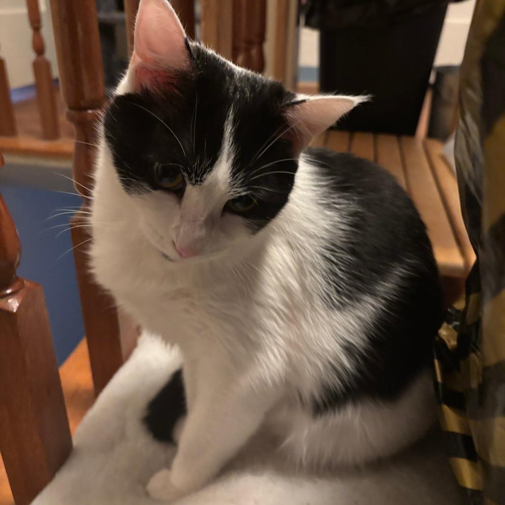 Kutesy, Adoptable, Adult Female Domestic Short Hair.