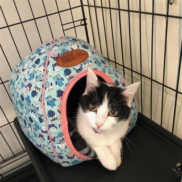 Enlarge Kutesy, a Adoptable Domestic Short Hair in Mount Shasta, CA image 2/4