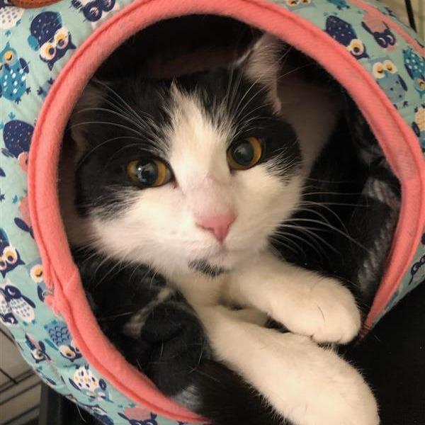 Enlarge Kutesy, a Adoptable Domestic Short Hair in Mount Shasta, CA image 3/4