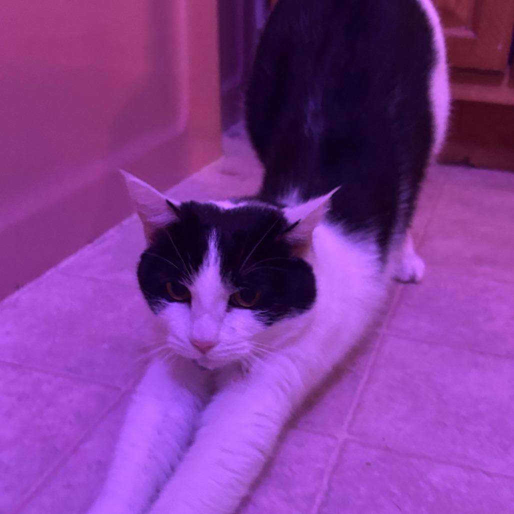 Enlarge Kutesy, a Adoptable Domestic Short Hair in Mount Shasta, CA image 2/2