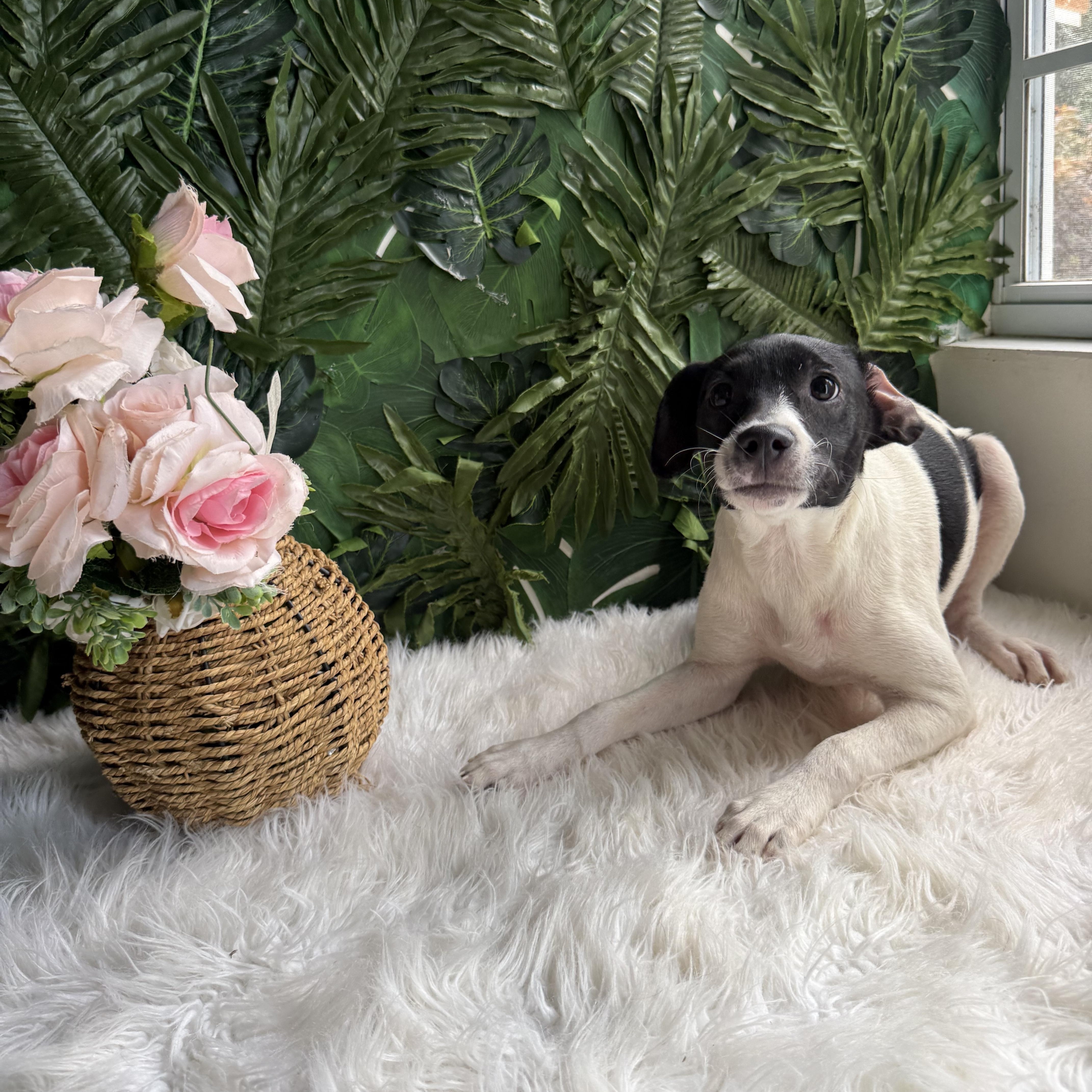 Aster, adopted, Puppy Female Mixed Breed.