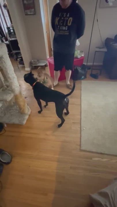 Enlarge Lola, a Adopted Mixed Breed in Ontario, NY video 4/7