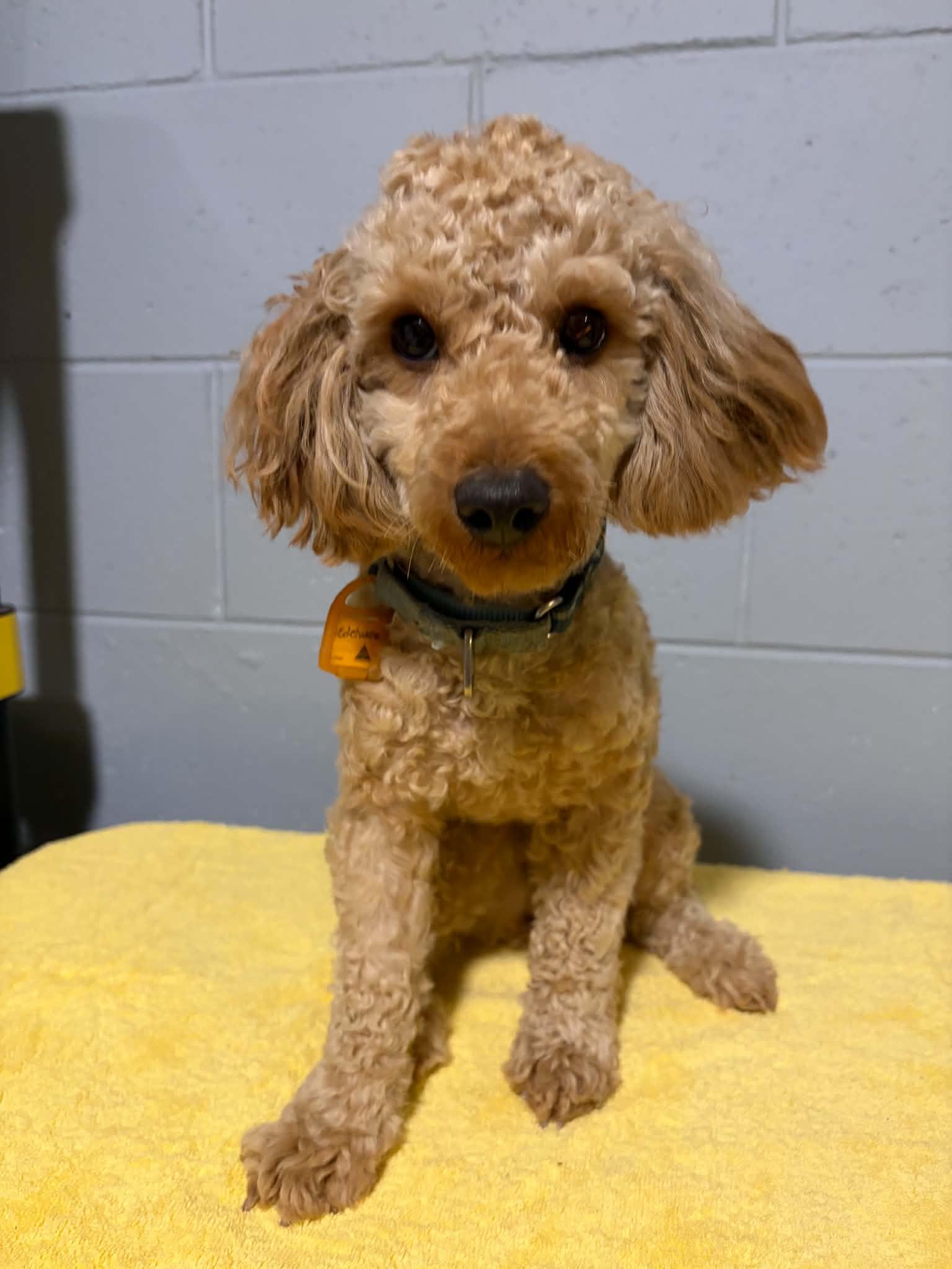 Enlarge Edelweiss, a Adoptable Poodle in Mukwonago, WI image 1/2