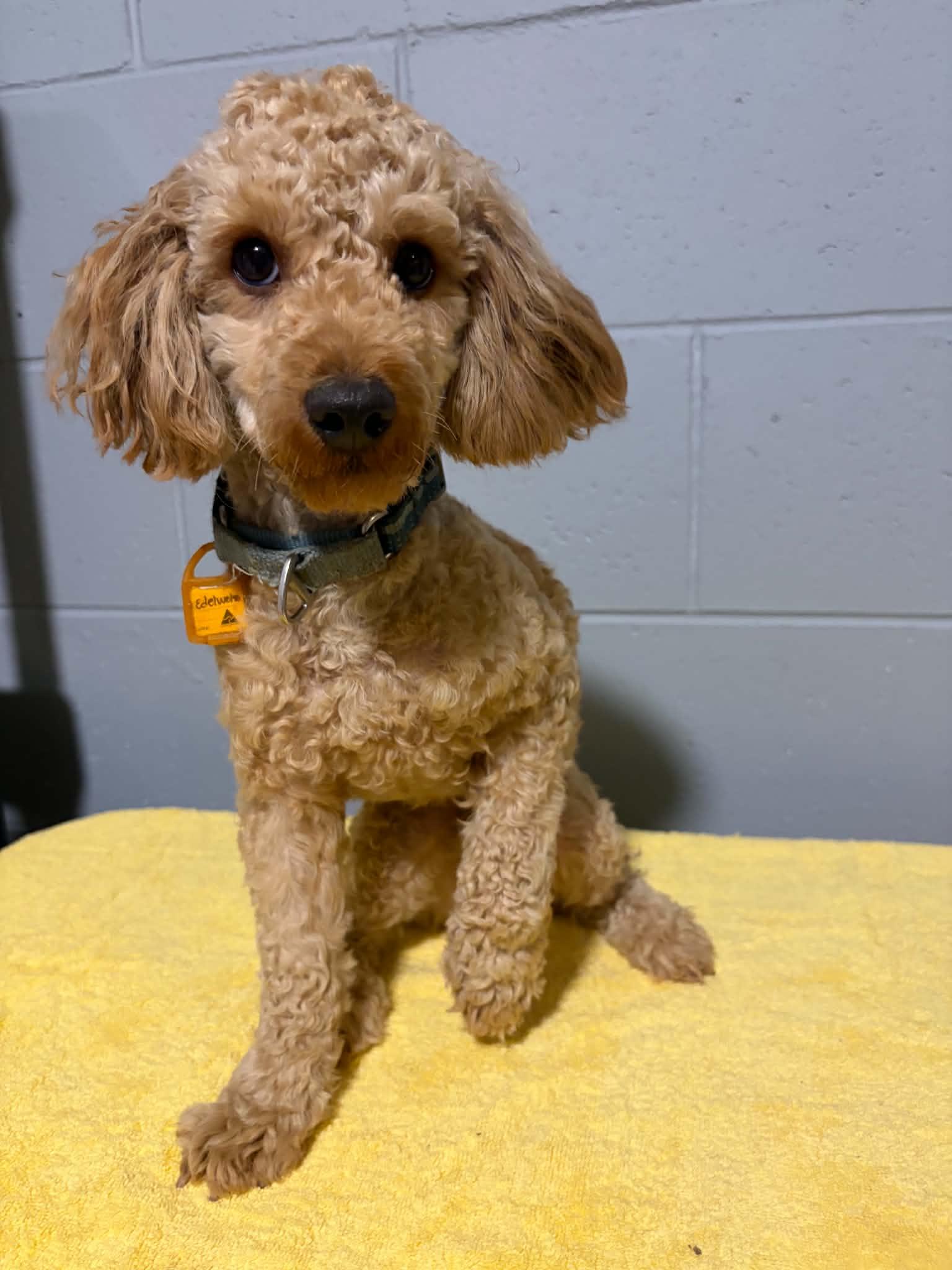 Enlarge Edelweiss, a Adoptable Poodle in Mukwonago, WI image 2/2