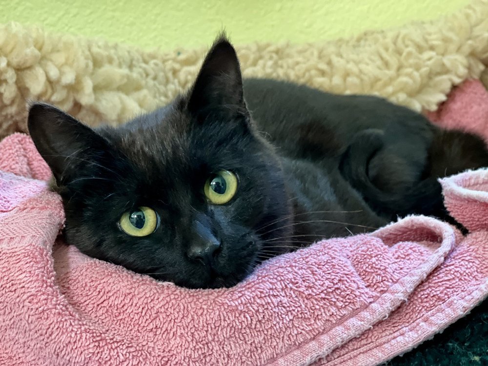 Jupiter, Adopted, Young Male Domestic Short Hair.