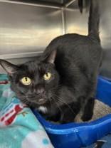 Patty, ADOPTABLE, Senior Female Domestic Short Hair.