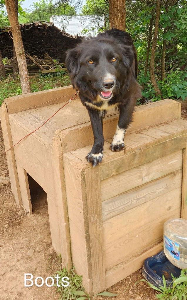 Boots, a Adoptable mixed breed in Cromwell, KY image 2/3