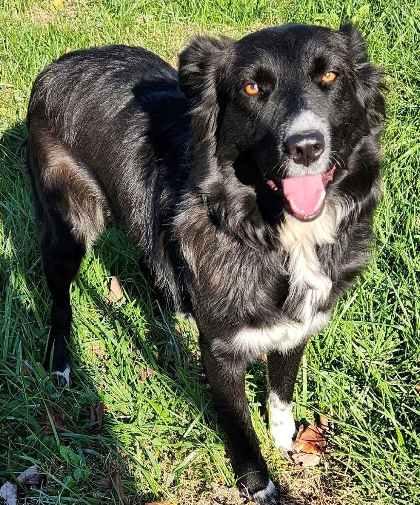Boots, a Adoptable mixed breed in Cromwell, KY image 3/3