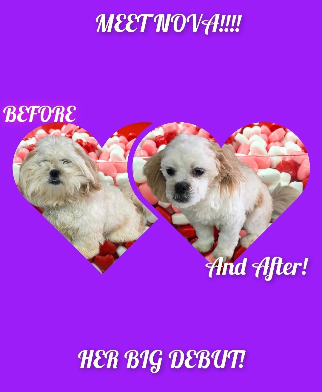 Enlarge Nova, a ADOPTABLE Shih Tzu in Dallas, GA image 3/6