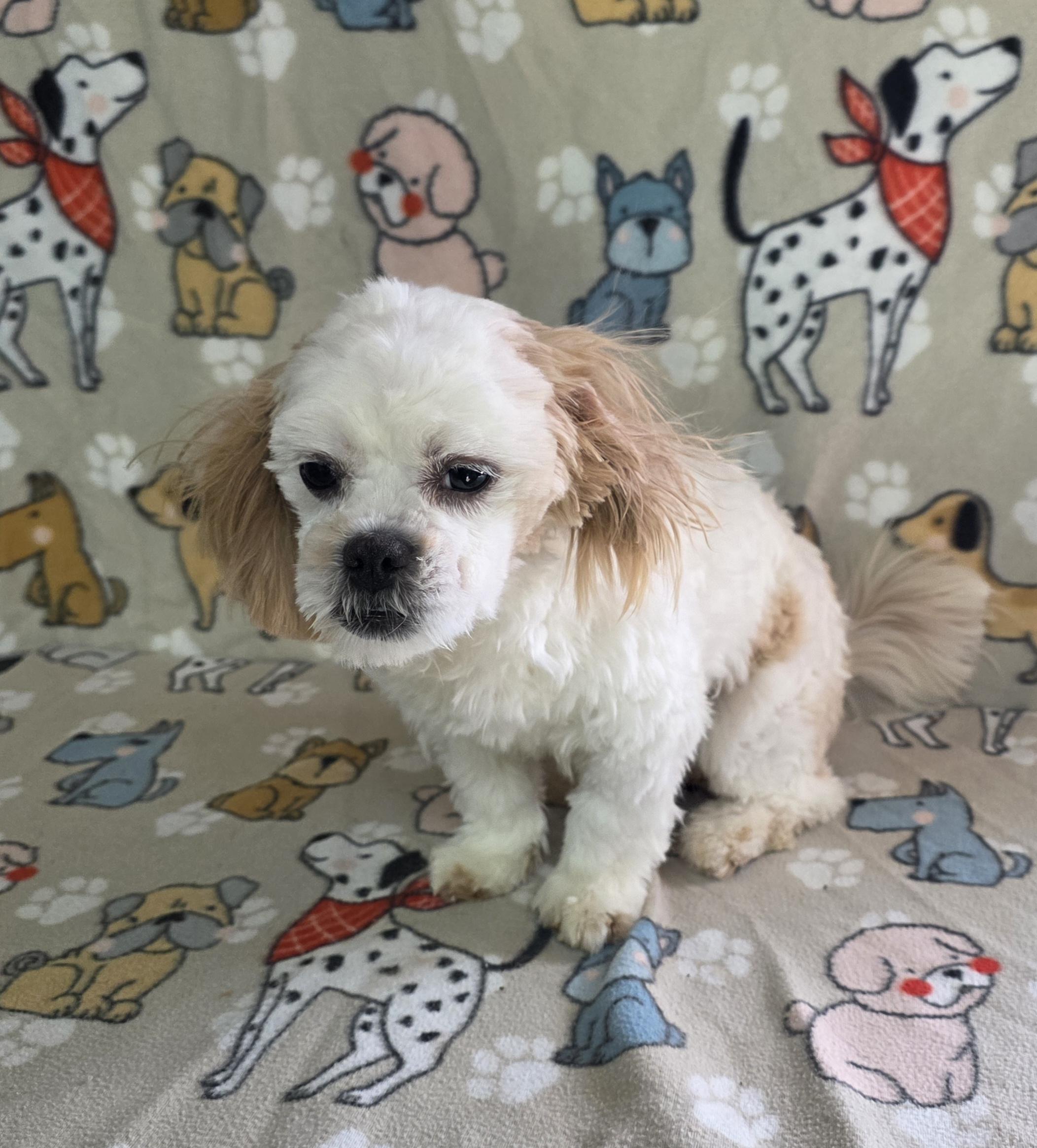 Enlarge Nova, a ADOPTABLE Shih Tzu in Dallas, GA image 4/6