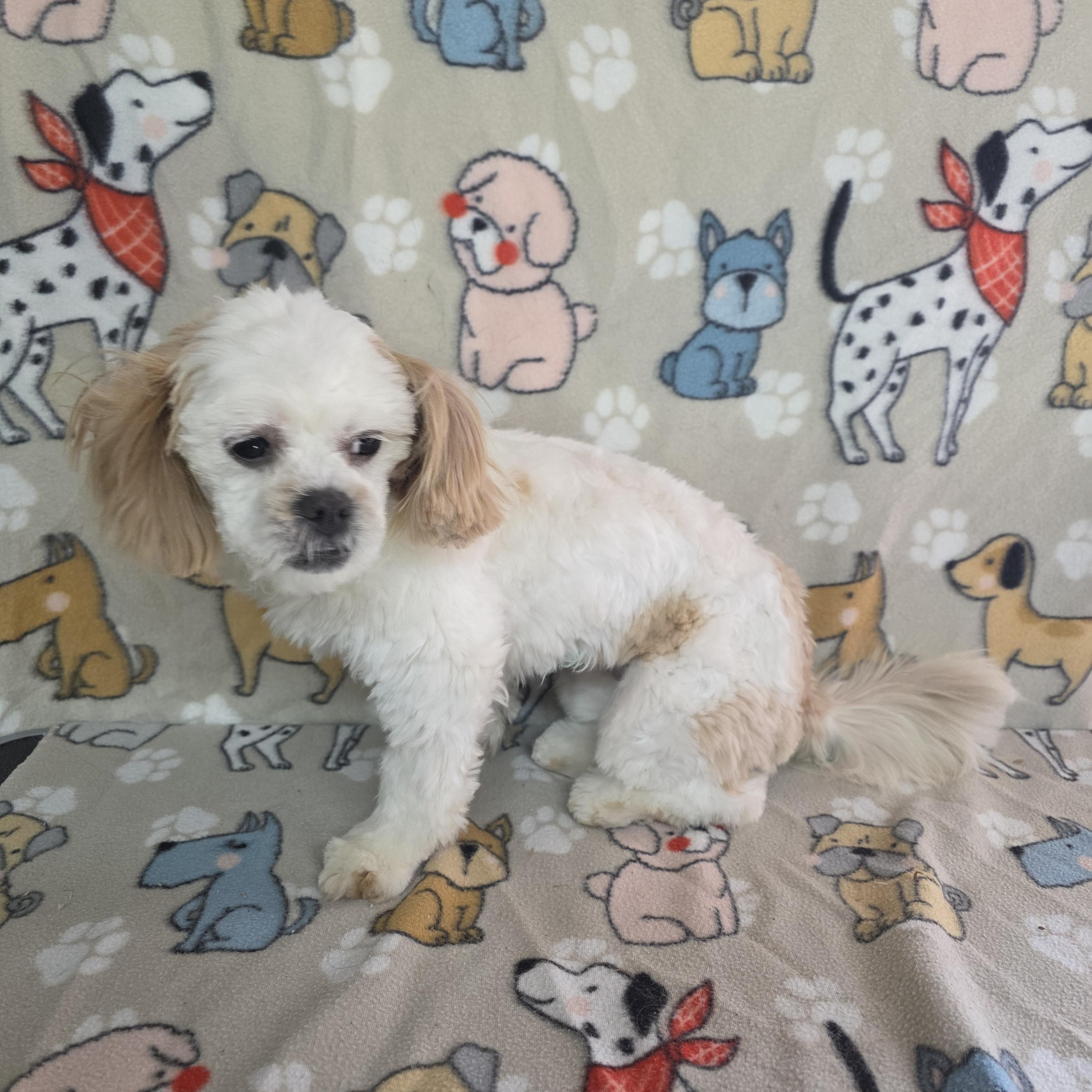 Enlarge Nova, a ADOPTABLE Shih Tzu in Dallas, GA image 6/6