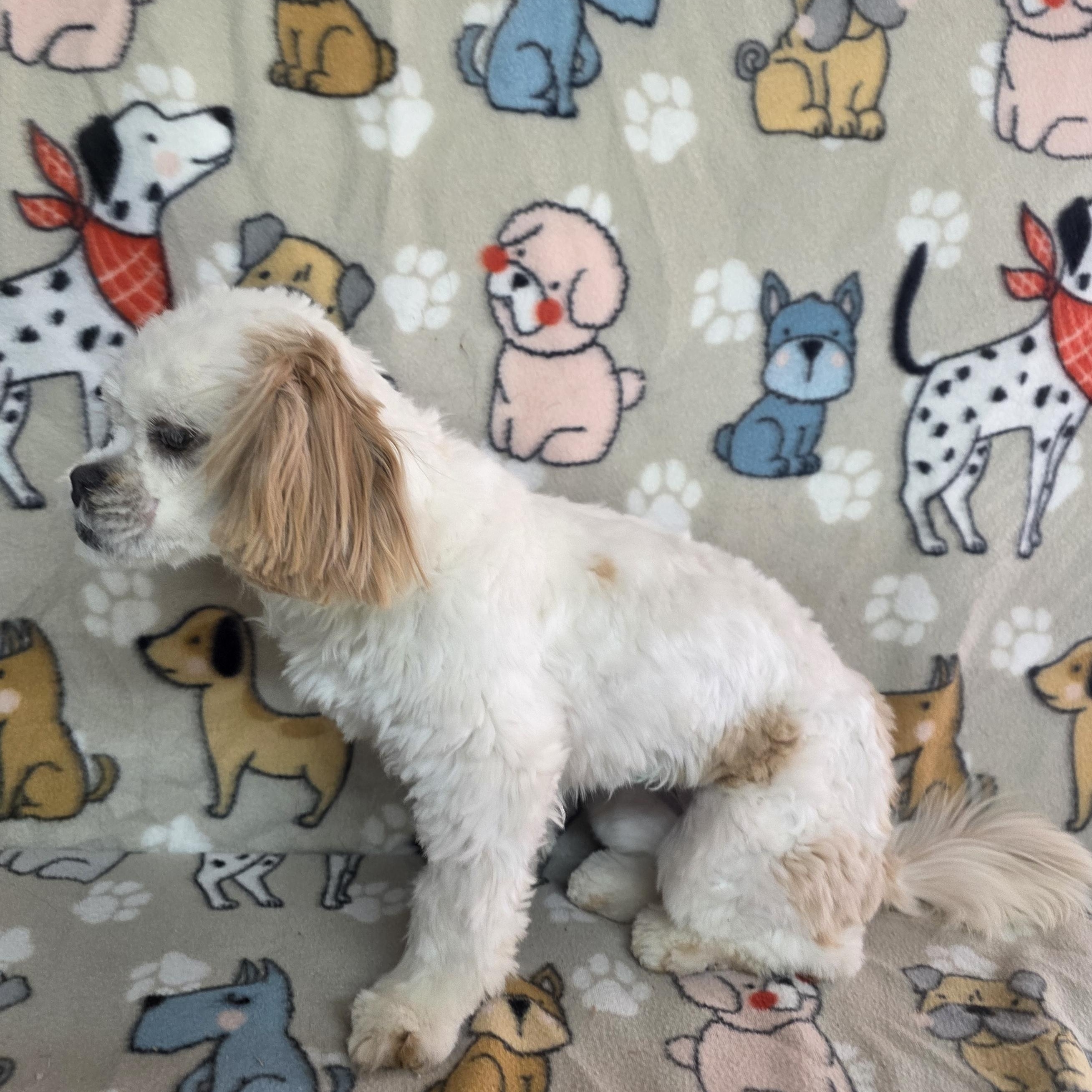 Enlarge Nova, a ADOPTABLE Shih Tzu in Dallas, GA image 5/6