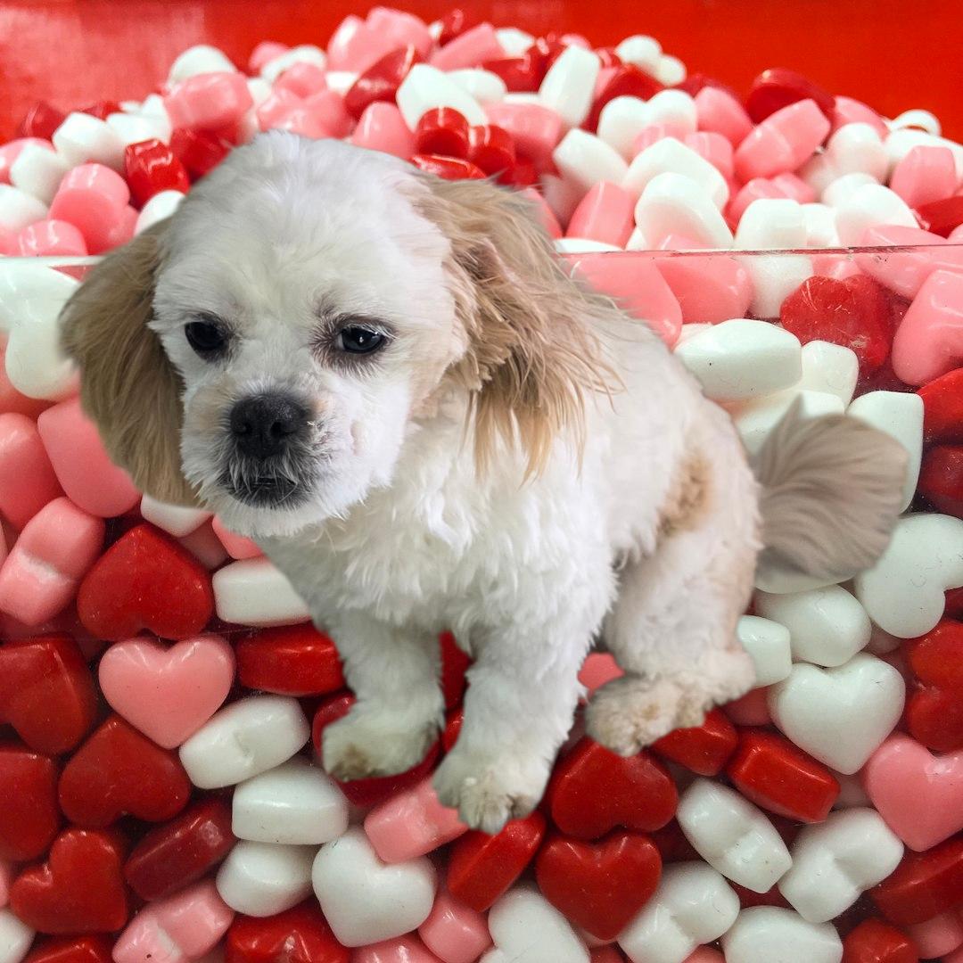Nova, ADOPTABLE, Young Female Shih Tzu.