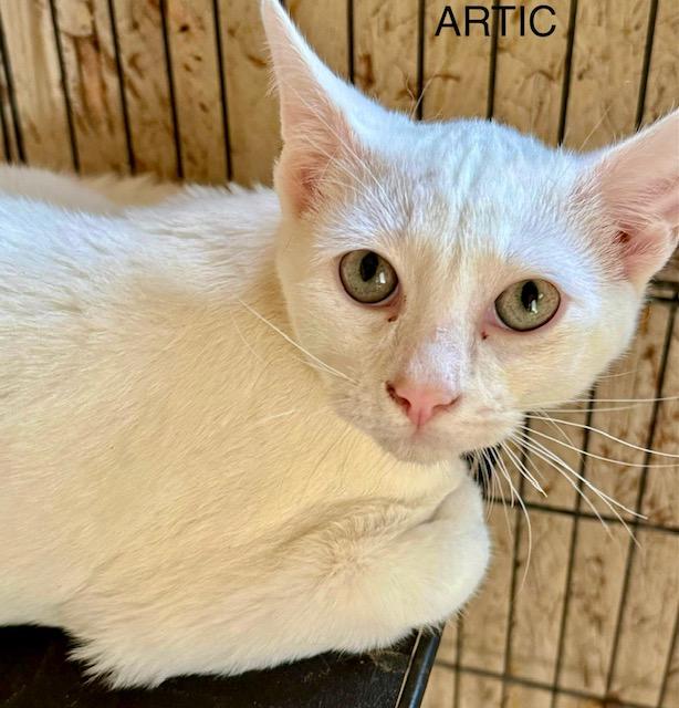Enlarge ARTIC white kitten, a Adoptable Domestic Short Hair in Jackson, GA image 1/2