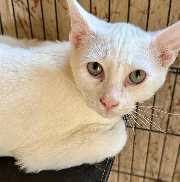 Enlarge ARTIC white kitten, a Adoptable Domestic Short Hair in Jackson, GA image 2/2