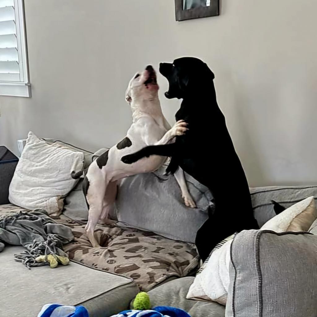 Clarabelle, Adoptable, Adult Female Pit Bull Terrier.