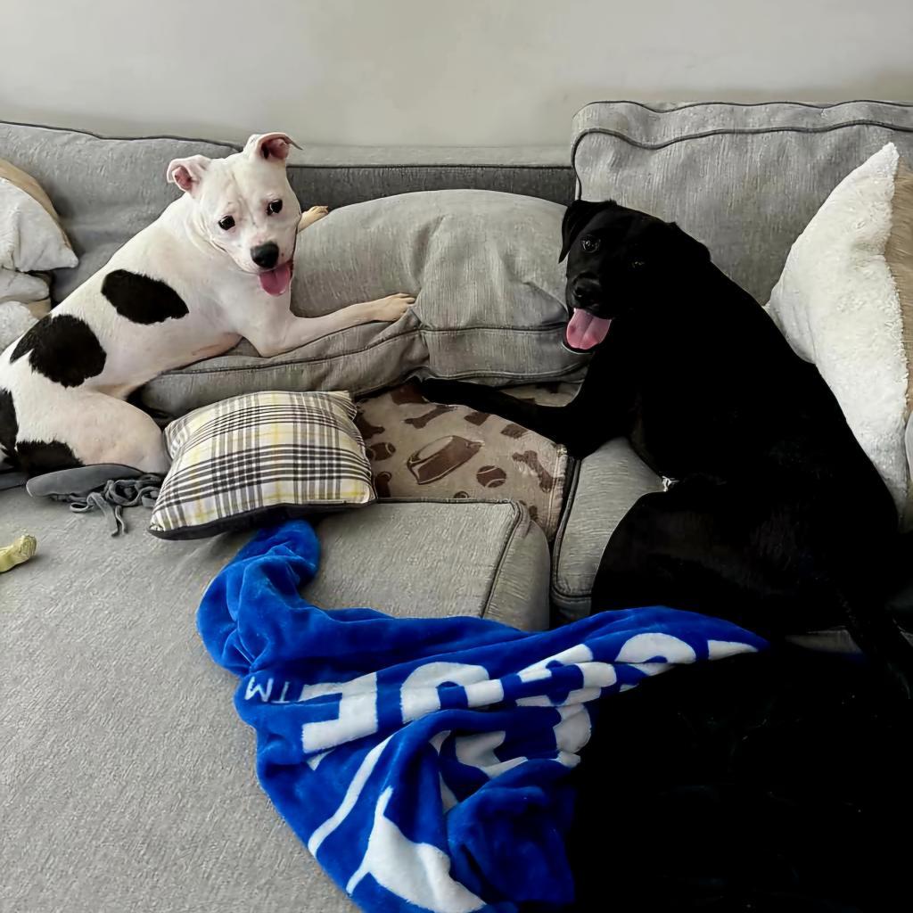 Clarabelle, a Adoptable Pit Bull Terrier in Jacksonville, FL image 2/6