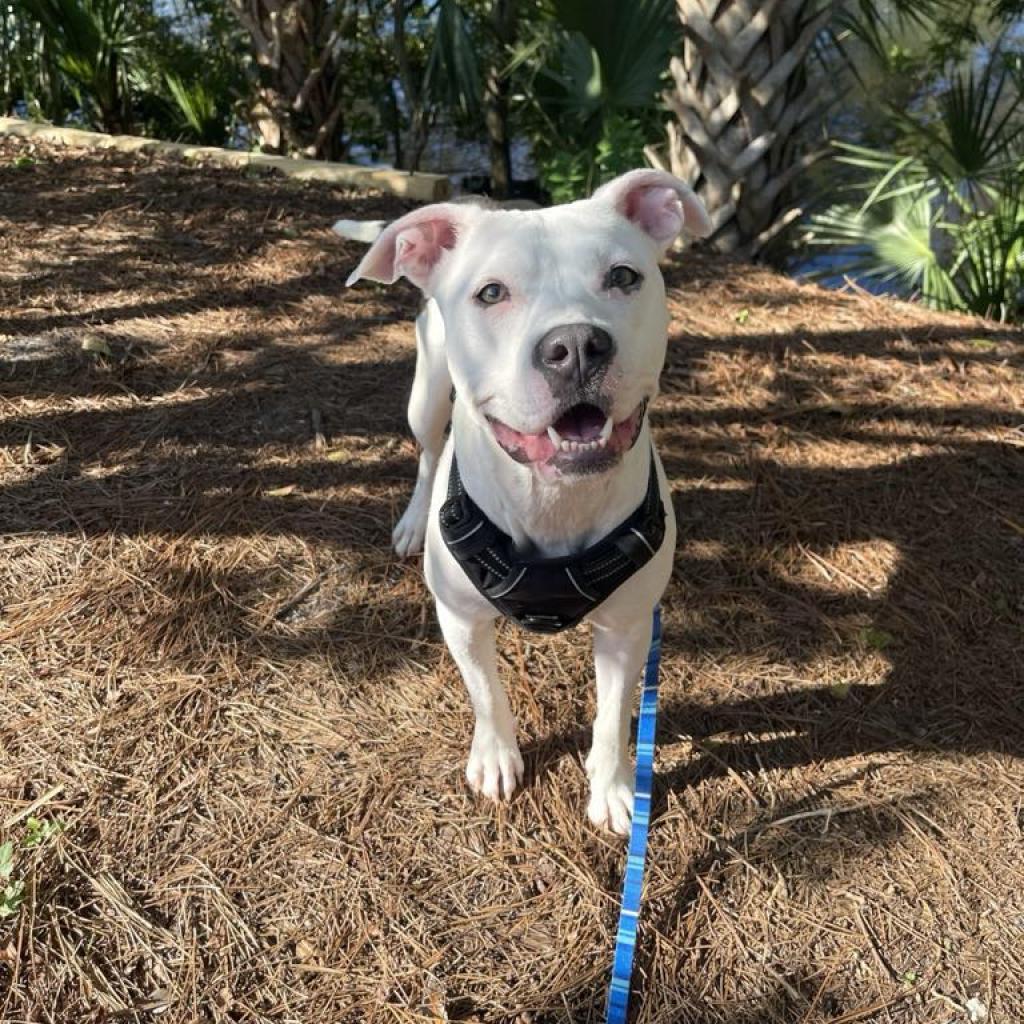 Clarabelle, a Adoptable Pit Bull Terrier in Jacksonville, FL image 4/6