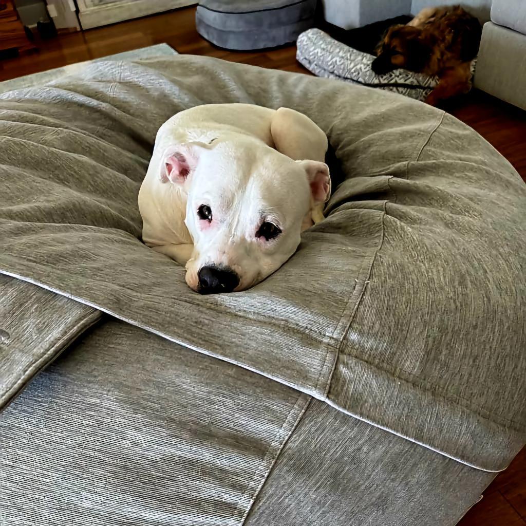 Clarabelle, a Adoptable Pit Bull Terrier in Jacksonville, FL image 6/6