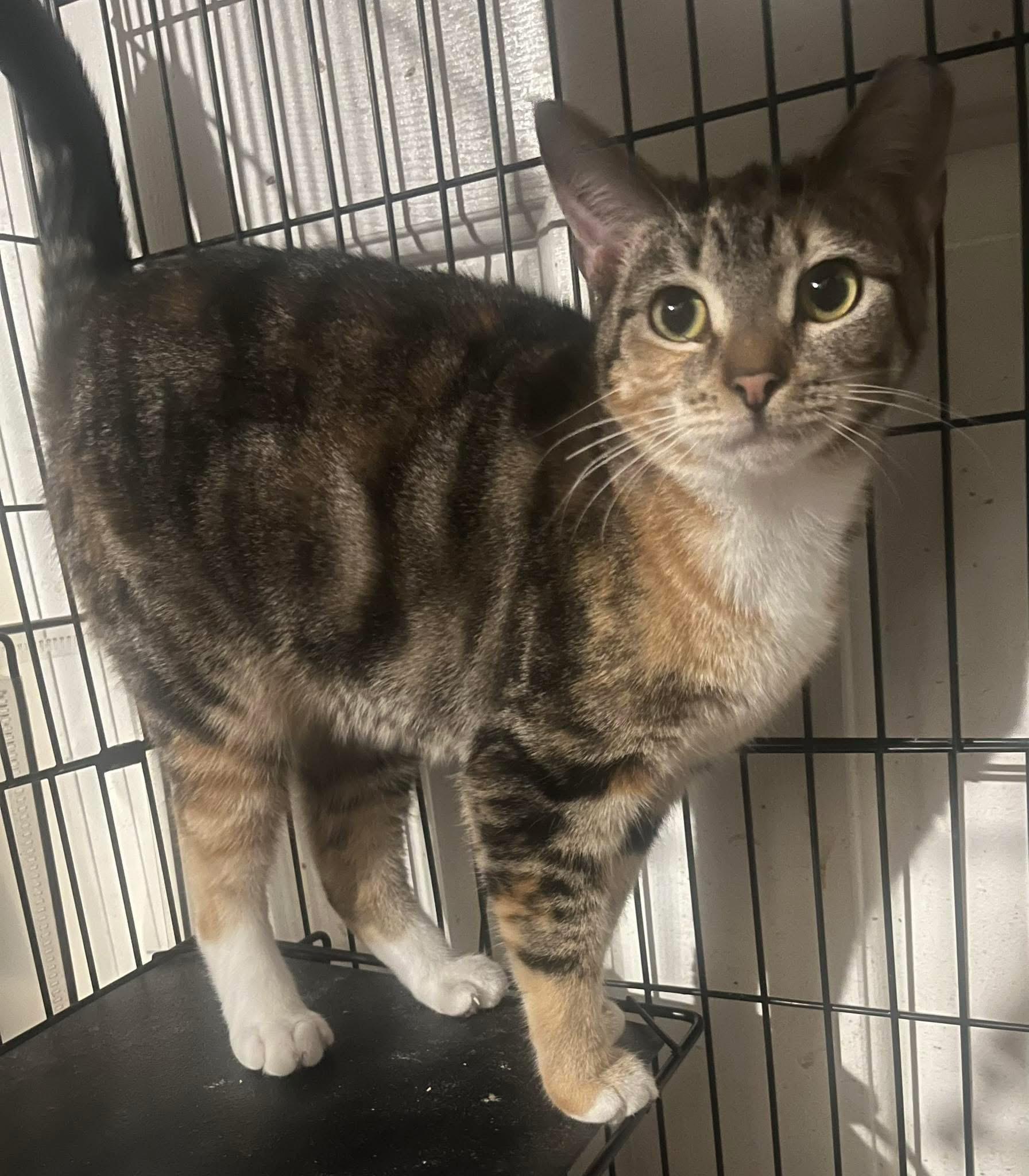 Blanche, Adoptable, Adult Female Domestic Short Hair.