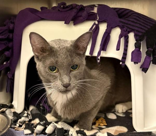 Enlarge BIJOU, a Adoptable Domestic Short Hair in Minneapolis, MN image 1/1