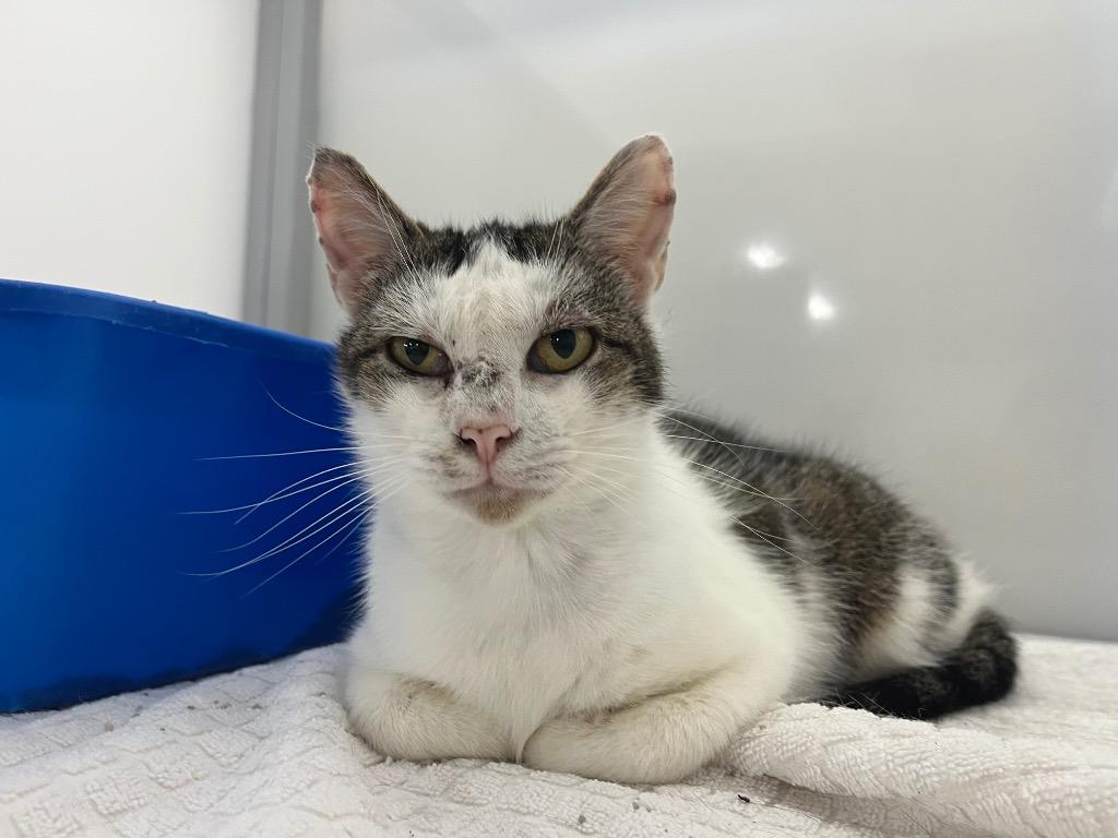 Eliana, Adoptable, Adult Female Domestic Short Hair.