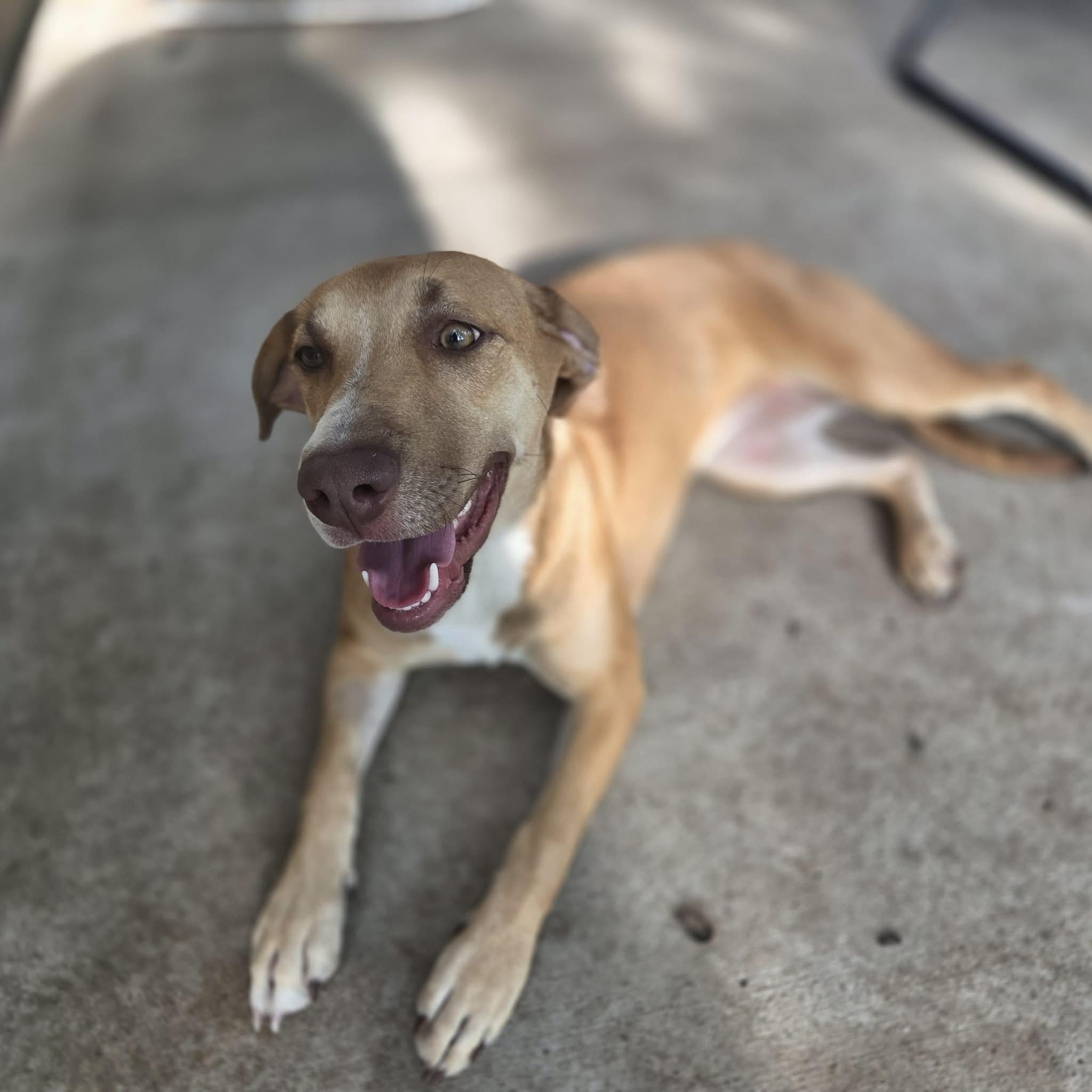 Dori, a ADOPTABLE mixed breed in Lewiston, ID image 2/2