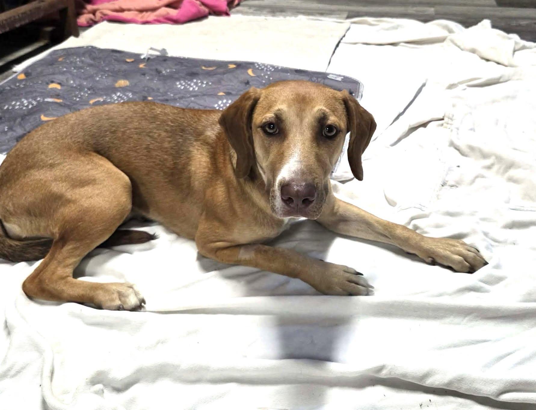 Dori, ADOPTABLE, Adult Female Labrador Retriever & Hound.