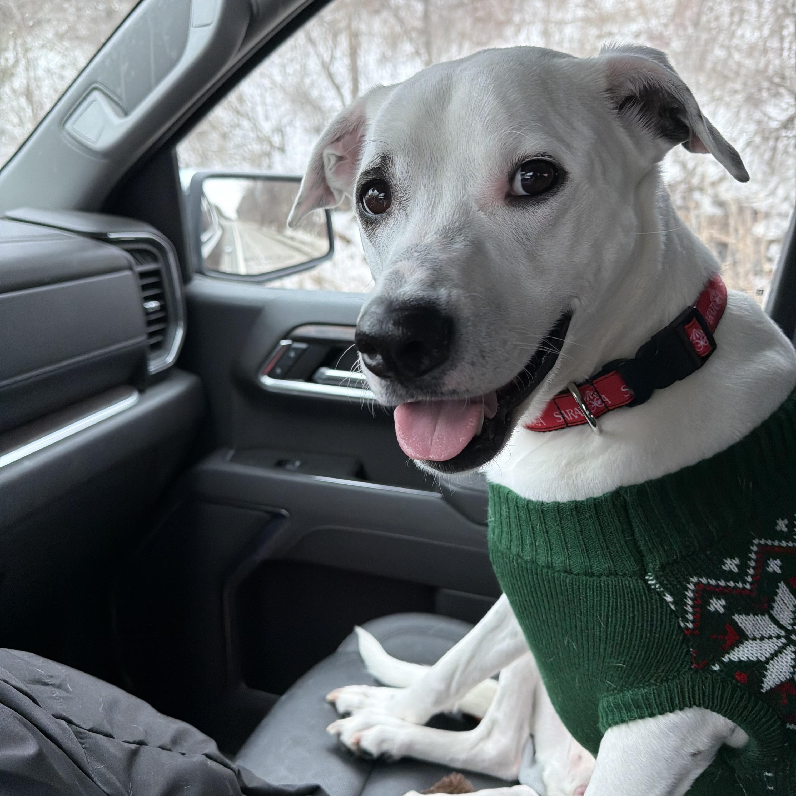 Rocky, a ADOPTABLE mixed breed in Saratoga Springs, NY image 5/6