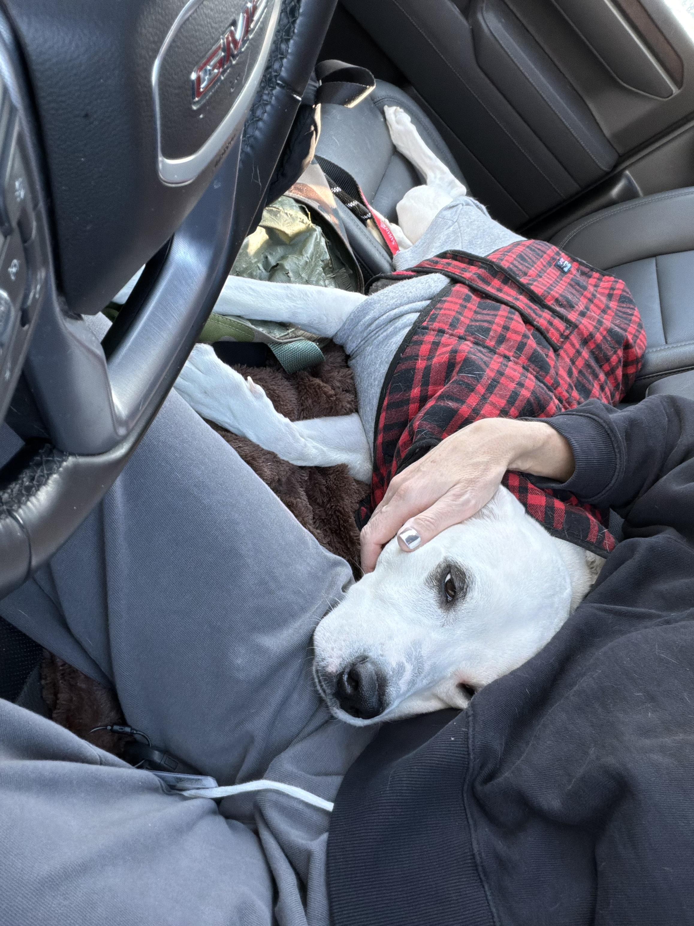 Rocky, a ADOPTABLE mixed breed in Saratoga Springs, NY image 3/6