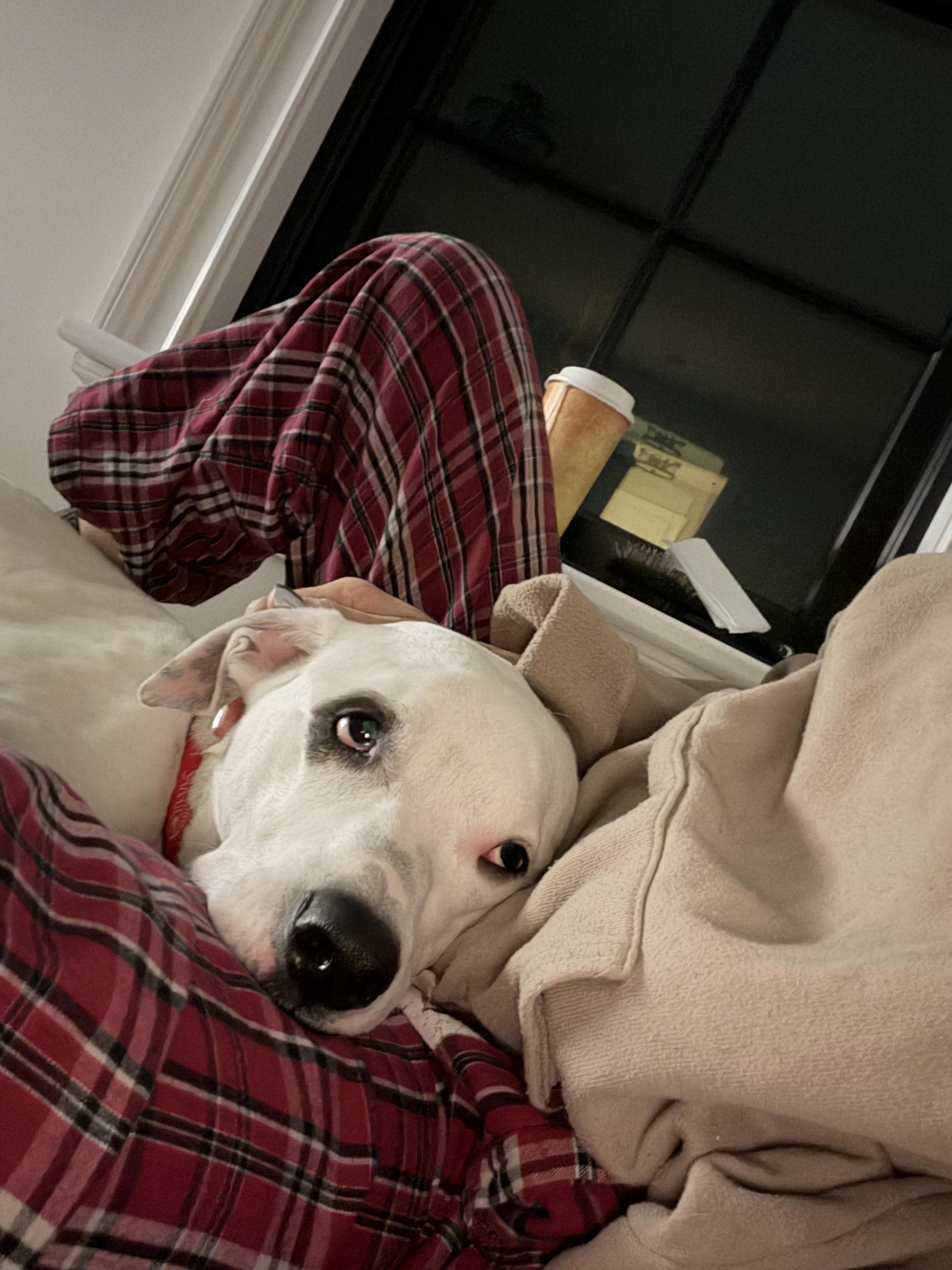 Rocky, ADOPTABLE, Young Male Labrador Retriever & Dalmatian.